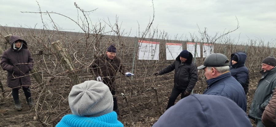 В ВУЛКАНЕШТАШ СОСТОЯЛСЯ РЕГИОНАЛЬНЫЙ ПРАКТИЧЕСКИЙ СЕМИНАР ПО ОБРЕЗКЕ ВИНОГРАДНОЙ ЛОЗЫ В УСЛОВИЯХ 2026 ГОДА