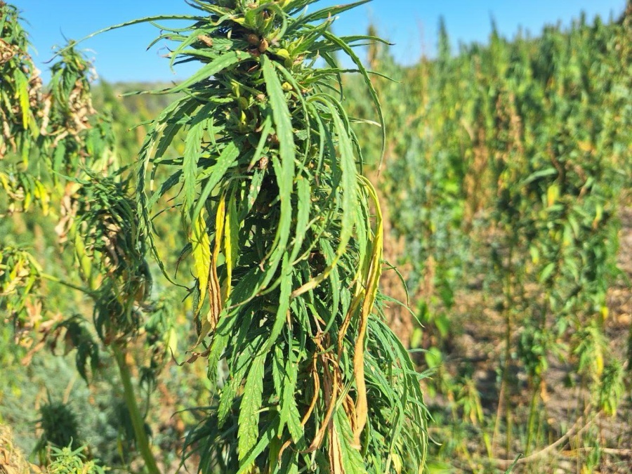 КОНОПЛЯНАЯ ОТРАСЛЬ В МОЛДОВЕ: ПРАВИЛА ВЫРАЩИВАНИЯ И ПЕРСПЕКТИВЫ ИСПОЛЬЗОВАНИЯ