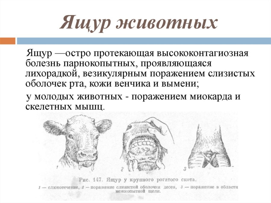 ВНЕСЕНЫ ИЗМЕНЕНИЯ В ПРИКАЗ ОТ ANSA «О НЕКОТОРЫХ СПЕЦИАЛЬНЫХ МЕРАХ ЗАЩИТЫ ПРОТИВ ЯЩУРА»