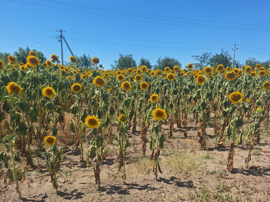 2 ГРУППА ХЛЕБОВ ПОДВЕРЖЕНА ЗАСУХЕ