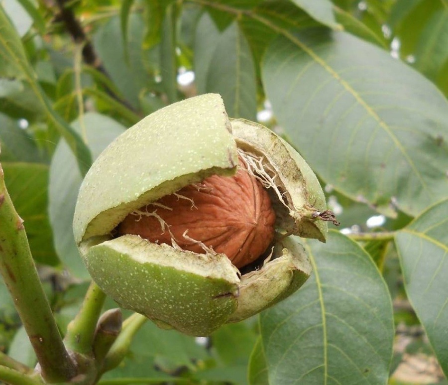 ПРОГНОЗ УРОЖАЯ ОРЕХОВ: ПРОИЗВОДСТВО НИЖЕ, КАЧЕСТВО ВЫШЕ 