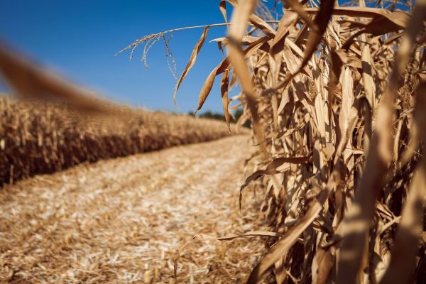 ФЕРМЕРЫ ГАГАУЗИИ В КРИЗИСНОЙ СИТУАЦИИ: УРОЖАЙ КУЛЬТУР II-Й ГРУППЫ ХЛЕБОВ СОКРАТИЛСЯ ВДВОЕ ИЗ-ЗА ЗАСУХИ