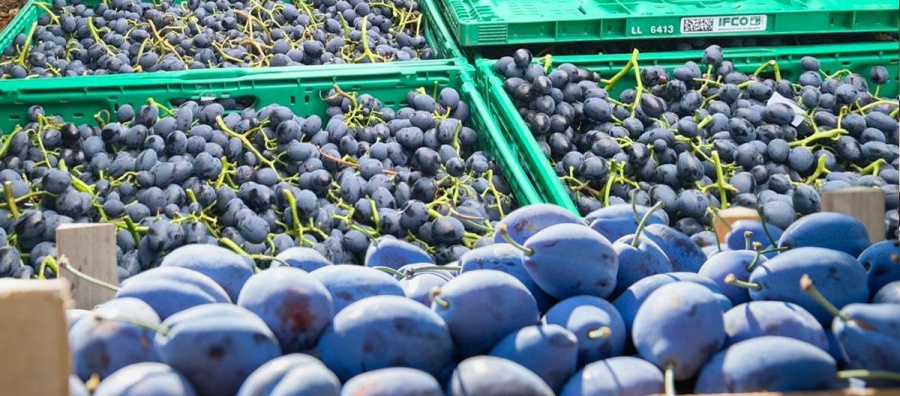 ЕС ОТМЕНИТ ПОШЛИНЫ ДЛЯ СЕМИ АГРОПРОДУКТОВ ИЗ МОЛДОВЫ