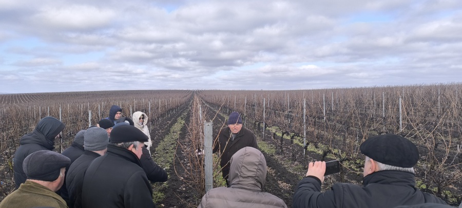 РЕГИОНАЛЬНЫЙ ПРАКТИЧЕСКИЙ СЕМИНАР ПО АДАПТИВНОЙ ОБРЕЗКЕ ВИНОГРАДНОЙ ЛОЗЫ ПРОШЁЛ В КОМРАТСКОМ РАЙОНЕ