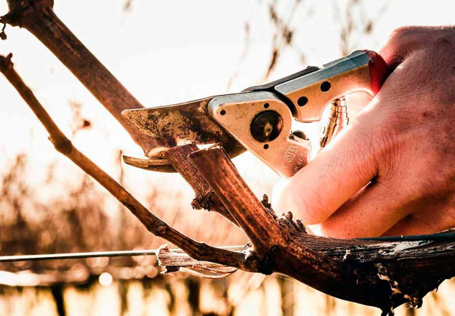 ONVV ПРОВОДИТ РЕГИОНАЛЬНЫЕ СЕМИНАРЫ ПО ОБРЕЗКЕ ВИНОГРАДНОЙ ЛОЗЫ В 2026 году