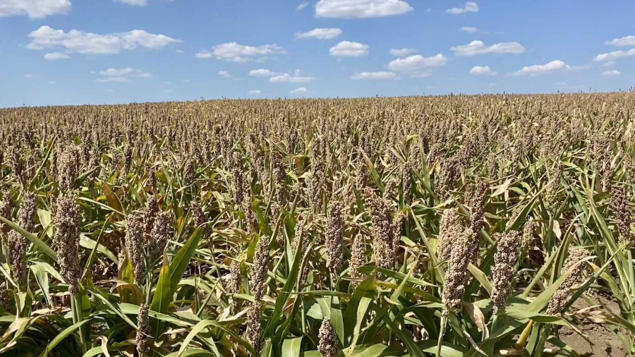 СОРГО: СТРАТЕГИЧЕСКАЯ КУЛЬТУРА ДЛЯ ЗАСУШЛИВОГО ЗЕМЛЕДЕЛИЯ