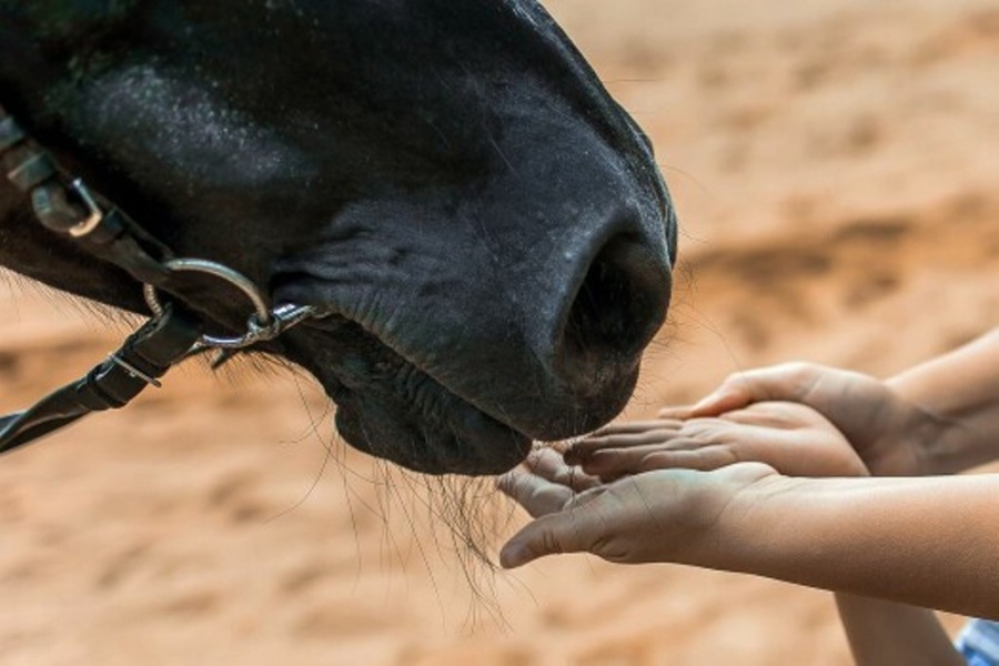 ЧТО ТАКОЕ ИППОТЕРАПИЯ И ПОЧЕМУ ОНА ПОЛЕЗНА ДЕТЯМ
