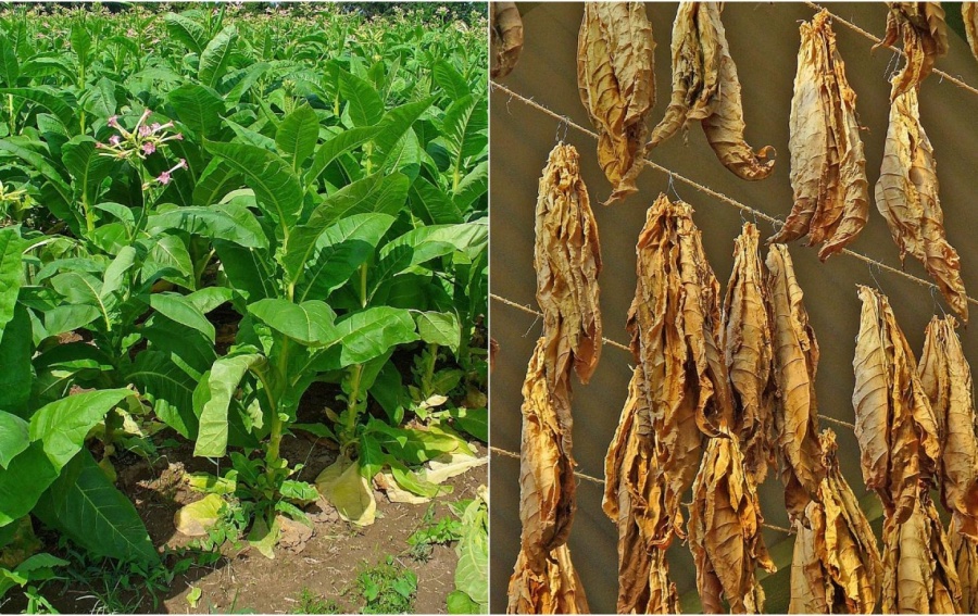 ТАБАКОВОДСТВО В МОЛДОВЕ: УПАДОК, ПРОБЛЕМЫ И ПЕРСПЕКТИВЫ ВОЗРОЖДЕНИЯ ОТРАСЛИ