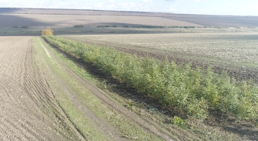 ПОЛЕЗАЩИТНЫЕ ЛЕСНЫЕ ПОЛОСЫ — ПРИРОДНЫЙ ЩИТ И ИСТОЧНИК ЖИЗНИ