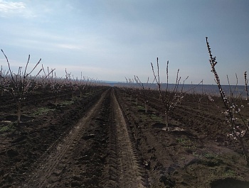 ГАГАУЗИЯ. СОСТОЯНИЕ ПОСЕВОВ ОЗИМЫХ КУЛЬТУР, САДОВ И ВИНОГРАДНИКОВ. ПЛАН ПРОВЕДЕНИЯ ВЕСЕННЕ-ПОЛЕВЫХ РАБОТ.
